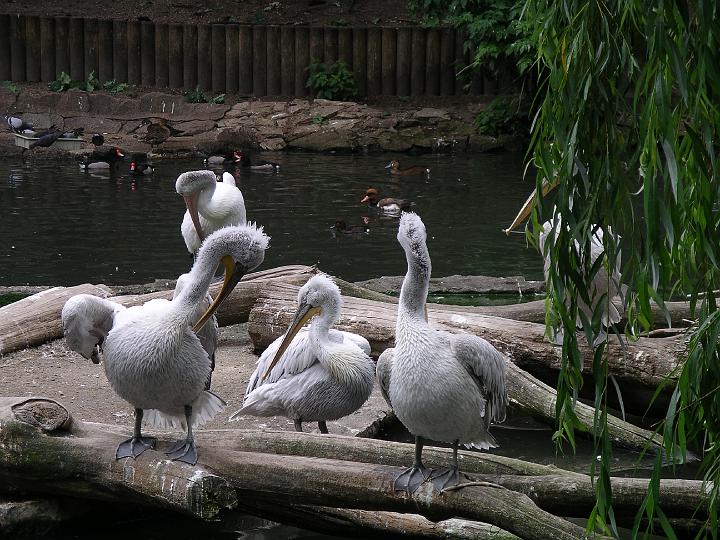 Berlijn 2009 ZOO173.jpg